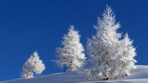 玉树琼枝雪景图片