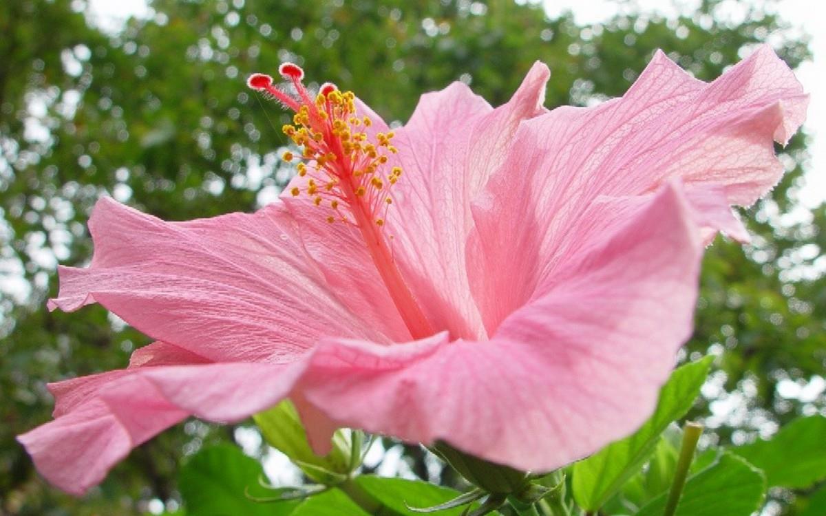 温柔的木槿花图片