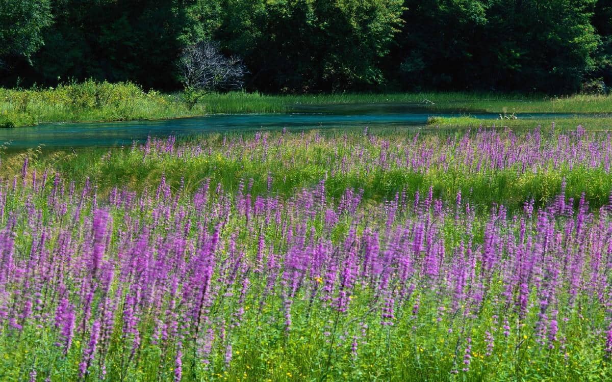 四川九寨沟自然风景图片