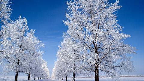 玉树琼枝雪景图片