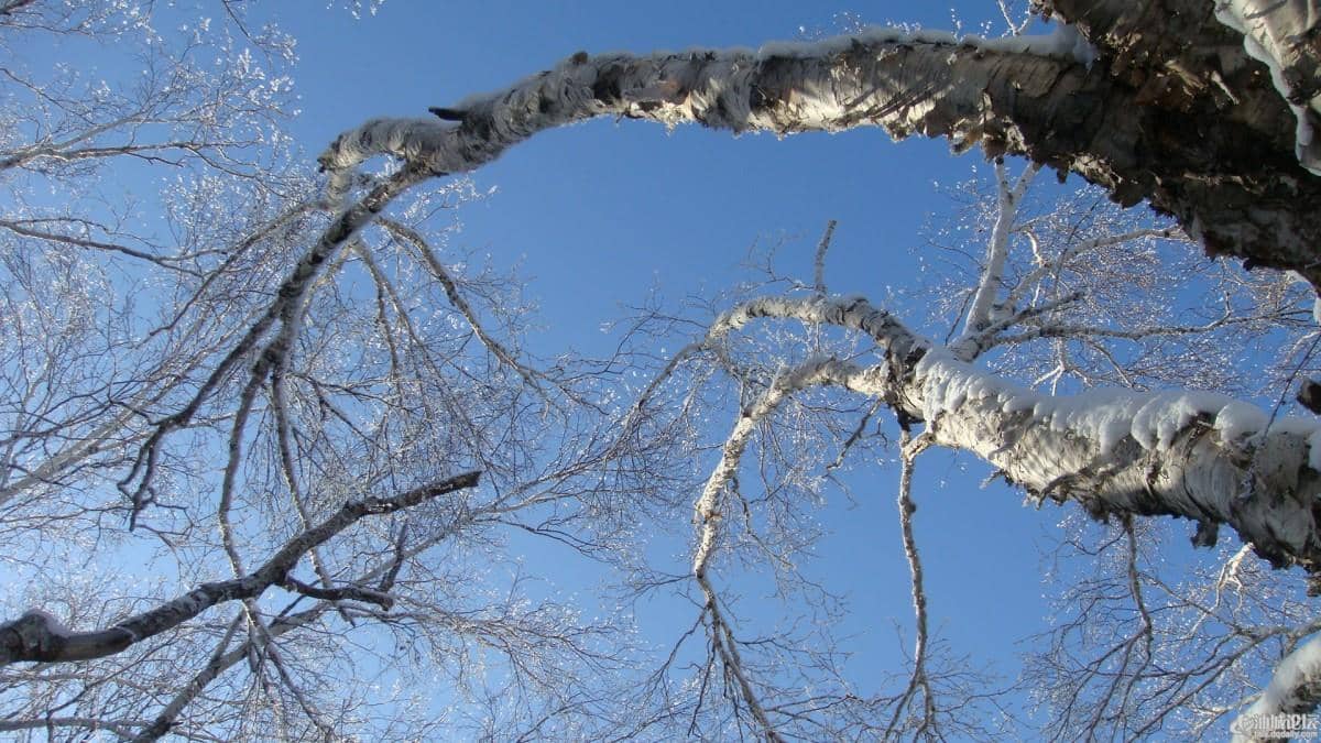 玉树琼枝雪景图片