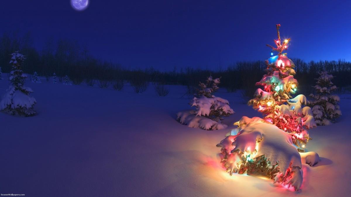 玉树琼枝雪景图片