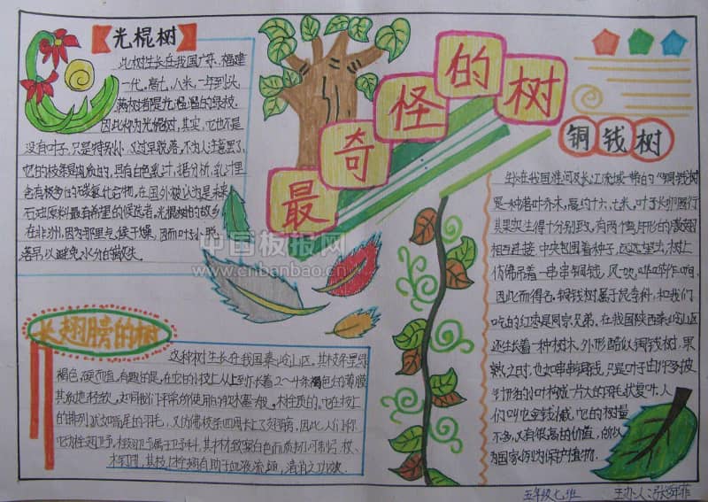 最奇怪的树手抄报 16张科学科技手抄报