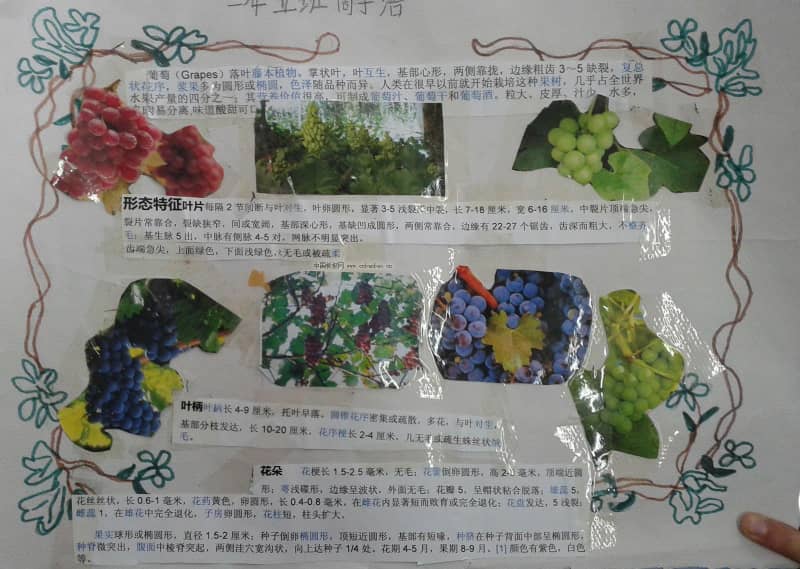 葡萄手抄报剪贴画图片展 15张科学科技手抄报