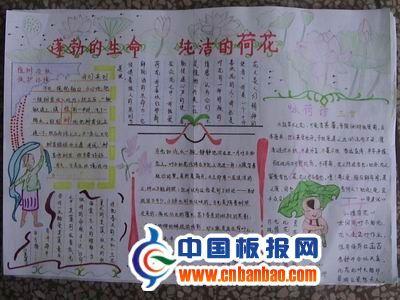 荷花手抄报版面设计图-蓬勃的生命 纯洁的荷花 16张小学生手抄报