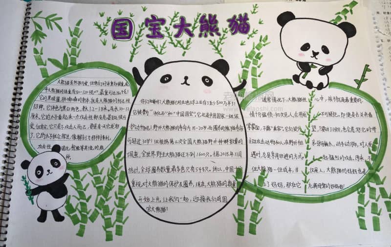大自然手抄报 国宝大熊猫 14张大自然手抄报