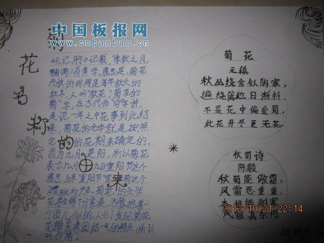 关于菊花的手抄报图片 15张小学生手抄报