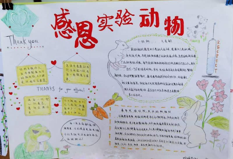 感恩实验动物手抄报图片 11张感恩手抄报