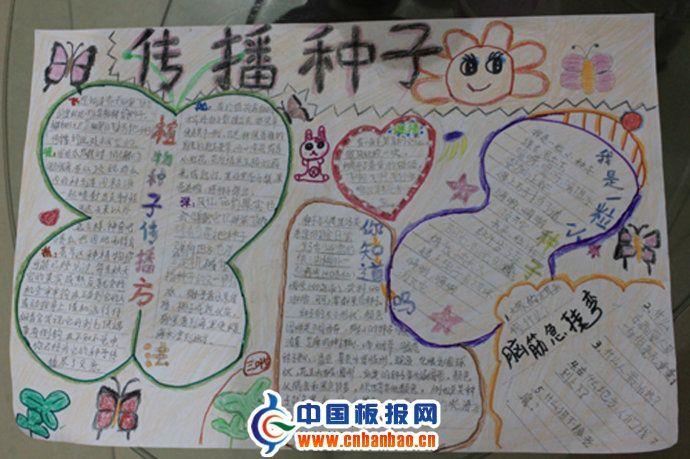 传播种子手抄报 15张生物手抄报