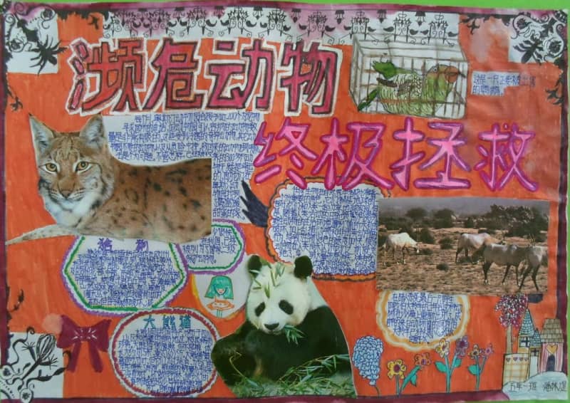 五年级濒危动物终极拯救手抄报 13张小学生手抄报