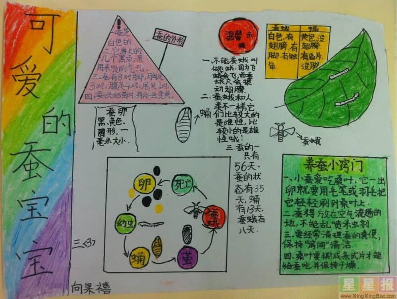 可爱的蚕宝宝手抄报图片 10张小学生手抄报