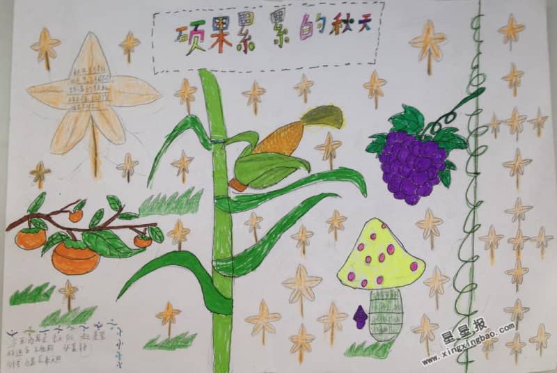 硕果累累的秋天手抄报图片 16张小学生手抄报