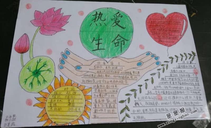 热爱生命手抄报内容 13张生命手抄报