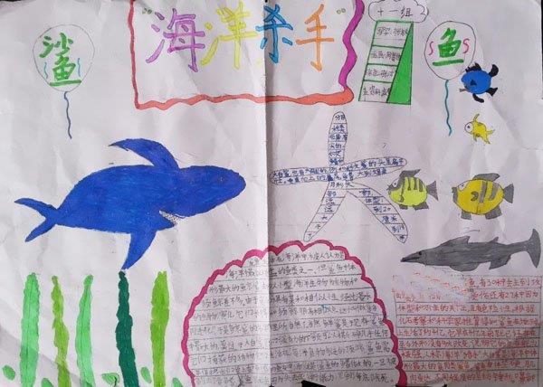海底世界手抄报，海洋杀手 9张海底世界手抄报