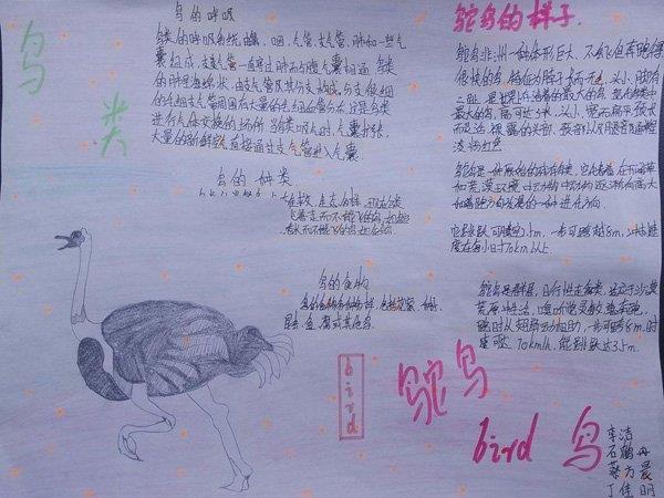 生物手抄报图片，鸵鸟 16张生物手抄报
