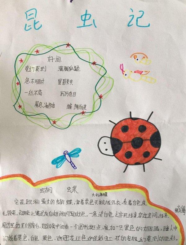 生物手抄报图片，大孔雀蝶 16张生物手抄报