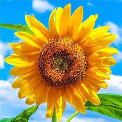 女人好运吉祥微信头像图片 女人用什么头像运气旺 20张