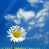 花朵头像图片2022最火爆 最好看的花朵头像图片 20张