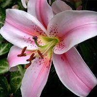 微信头像花图片大全唯美清新 微信头像花图片2022最新款 20张