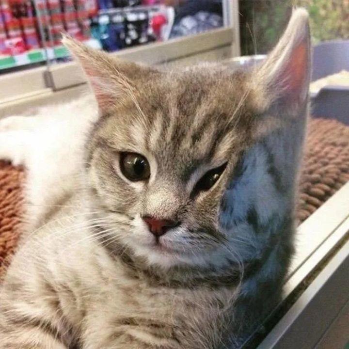 可爱的猫猫狗狗情侣头像图片大全2023最新版 12张