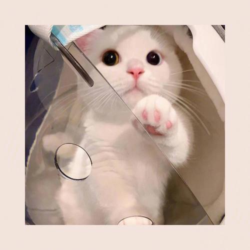 萌宠头像大全可爱图片 宠物头像大全萌可爱 20张