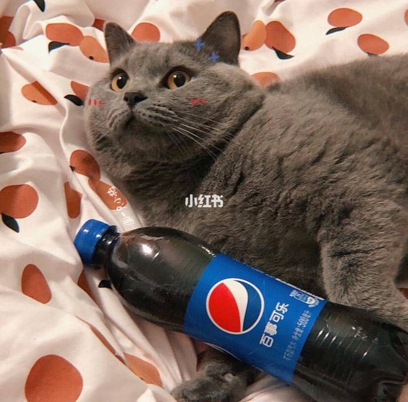 闺蜜头像猫图片可爱 闺蜜头像图片可爱 20张