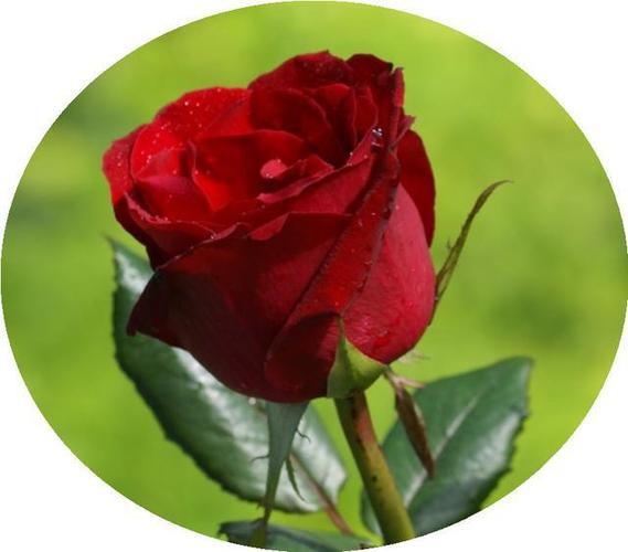 最好看的微信花朵头像 微信好看花朵头像图片大全 20张