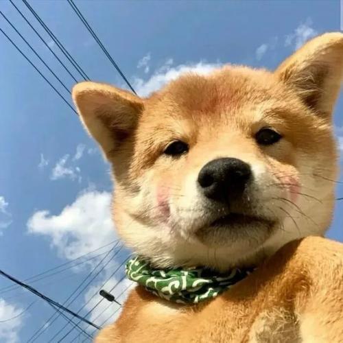 适合做头像的动物图片 适合当头像的精美图片动物 20张