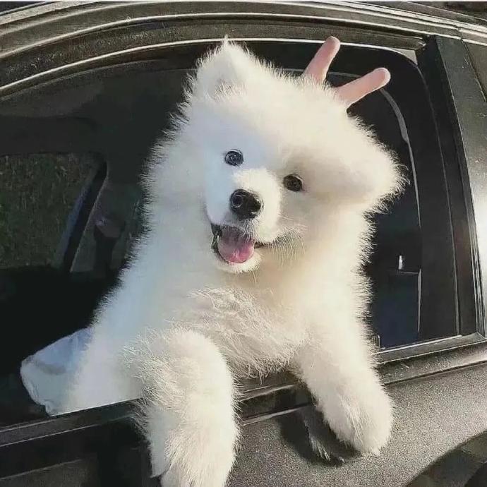 一组让人一看就开心的可爱狗狗头像图片 8张