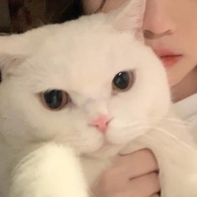 女生抱猫咪头像唯美真人 女生抱猫头像可爱真人图片 20张