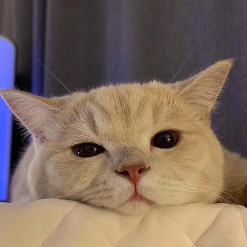 猫咪的头像图片 有关猫咪的头像图片大全可爱 20张