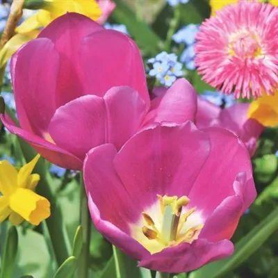 微信头像2022年最新版图片花草 微信头像图片2022最新花草 20张