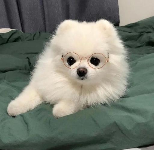 适合女生的狗狗头像 适合用微信头像的狗狗图片 20张