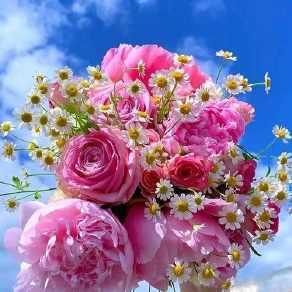 好看的鲜花头像图片小清新 好看的鲜花头像图片大全 20张