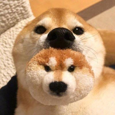 对象是狗的情侣头像 情侣头像关于狗的图片 20张