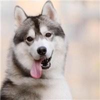 二哈微信头像图片大全 二哈微信头像图片可爱 20张