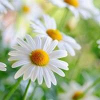 微信头像图片花草 微信头像花草图片唯美 20张