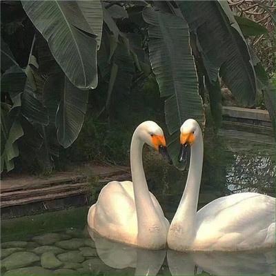 2023年吉祥好运微信头像图片 女生好运微信头像图片 20张