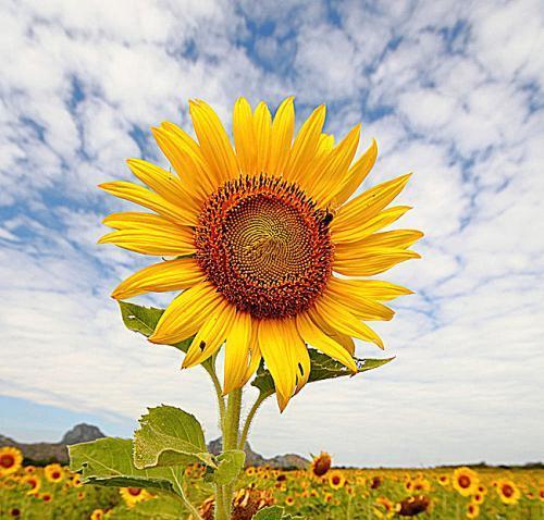 60岁老人微信头像大全 60岁老人微信头像大全图片高清 20张