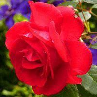 花图片头像图片唯美 2022好看的花头像图片大全 20张