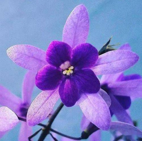 吉利头像好运女人 吉利好运头像图片大全女士 20张