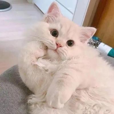 猫图片大全可爱头像 猫咪图片大全可爱头像 20张