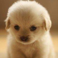 微信头像动物图片大全可爱 微信头像动物图片2022新款 20张