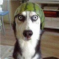 逗比头像图片大全 逗比头像搞笑图片 20张