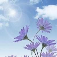 微信头像花草树木风景 微信头像山水花草树木图片大全 20张