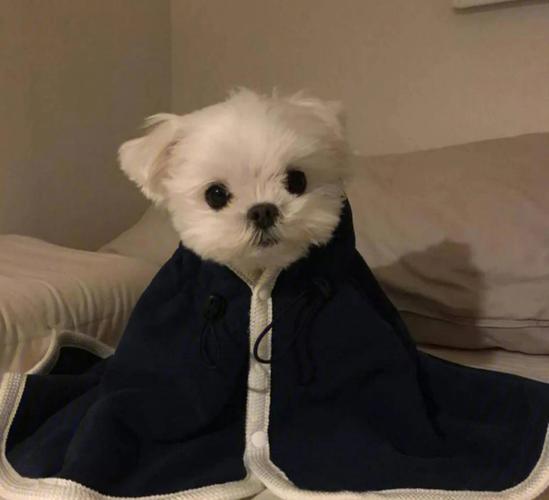 动物头像小狗图片可爱 动物头像小狗图片大全 20张