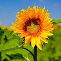 向阳花头像图片大全 向阳花开的微信头像图片 20张