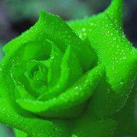 微头像图片大全图片微信简单 头像图片大全2022微信 20张