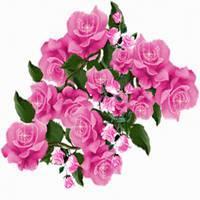 适合做微信头像的花朵图片 适合做头像的花朵图片微信 20张