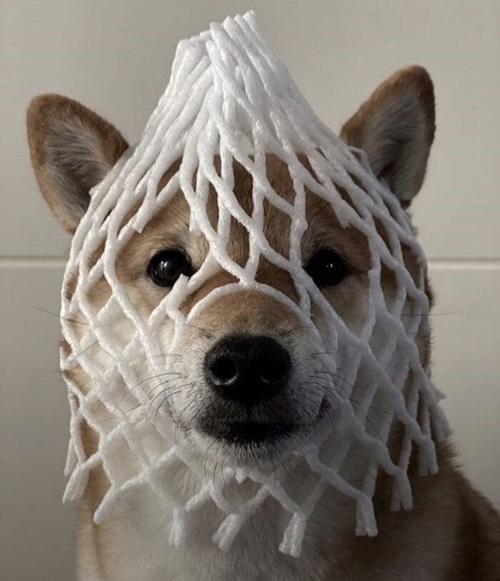 狗狗头像搞笑图片大全 狗的搞笑图片头像 20张